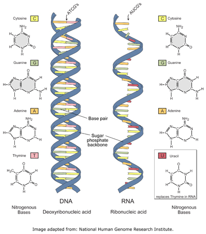 Role of DNA and RNA - Genotype & Phenotype